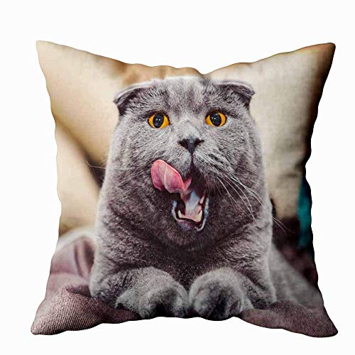 N\A Fundas de Almohada, Fundas de Almohada cuadradas Happy Cat Scottish Fold Cat British Blue Home Big Fat Impudent Ambos Lados Farmhouse Decor Cojín Juego de 2