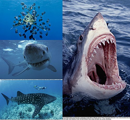 Postkarten-Set 3D:"Haaie" (4 St. 3-D postales entre otros, tiburón, Weissflossenhai y Walhai) - ideal para coleccionistas y postcrossing