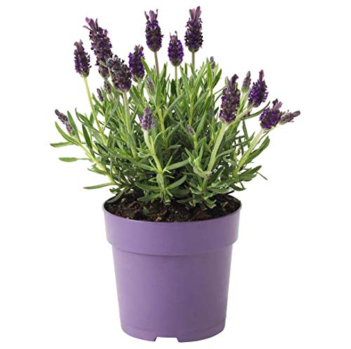 Lavanda Natural Planta en Maceta Pequeña 10cm Planta Ornamental y Decorativa