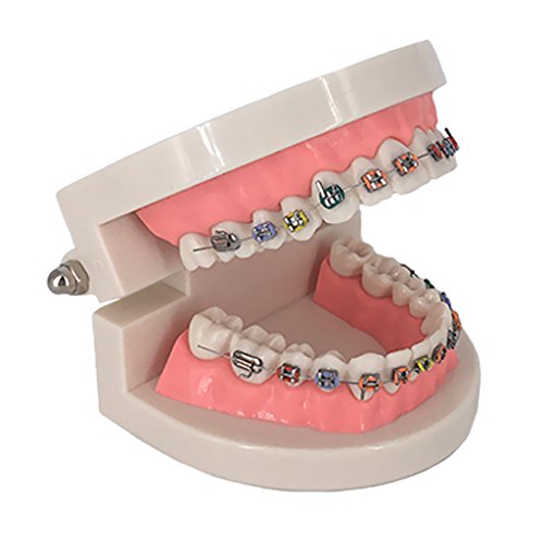 Dientes Dentales Modelo De Demostración Ortodóntica Estudio De Enseñanza De Typodont