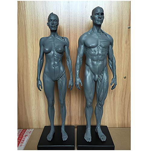 Figura Human Anatomy - Músculo esquelético Humano Modelo anatómico 11,8 Pulgadas Male Muscle Bone Model - Human Anatomy Figura Figuras Maniquí Dibujo - Petición Artista,Combination