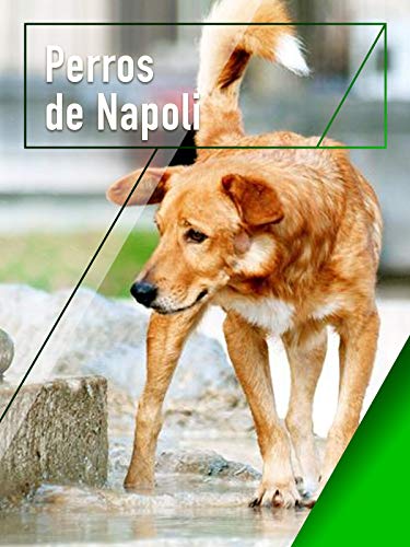 Perros de Napoli