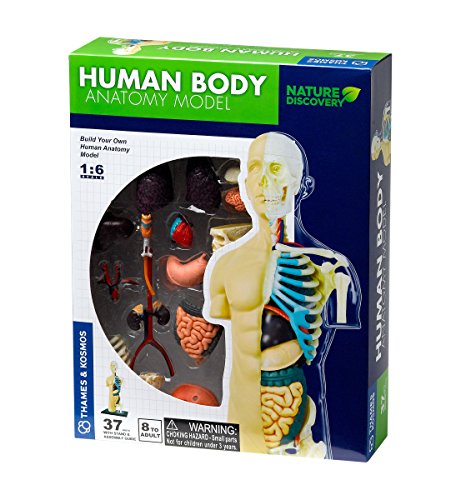 Thames & Kosmos 260830 Juguete Modelo anatomía de Cuerpo Humano, Multi
