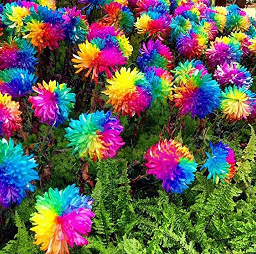 100pcs / bag semillas arco iris margarita crisantemo, semillas semillas de flores bonsai hermosas plantas en macetas para el jardín de Negro
