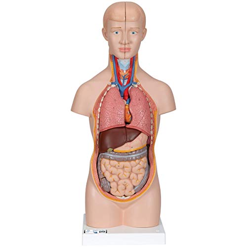 3B Scientific B22 Modelo de anatomía humana Mini torso, 12 Partes + software de anatomía gratuito - 3B Smart Anatomy