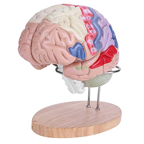 Akozon 3D Modelo de Cerebro Humano, 1: 2 Medical anatómico Cerebro humano regional Modelo Cerebro Cortex Nerve 4 Partes
