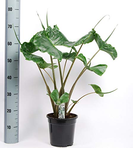 Alocasia Stingray | Alocasia punta de flecha | Planta de interior | Altura 55cm aprox. | Maceta 17cm | GASTOS DE ENVÍOS GRATIS (Envíos a Península)