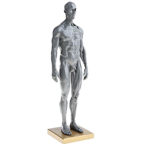 B Blesiya 30cm Figura de Anatomía Humana Modelo de Cuerpo Ósea Muscular de Calavera Herramienta de Estudio Anatómico Médico - Modelo Masculino Gris