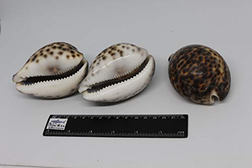 Bitacora Cypraea Tigris Lote 3 unid. Concha Malacología Conchas de mar Precio reducido