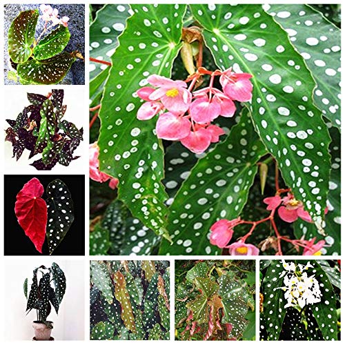 Bloom Green Co. 100 Unids/bolsa Begonia Bonsai Flor Planta JardÃn Terraza Exterior Color Hoja Begonia Planta En maceta Familia JardÃn Perenne Siembra: mixta Bloom Green Co. 100 Unids/bolsa Begonia Bonsai Flor Planta JardÃn Terraza Exterior Color Hoja Begonia Planta En maceta Familia JardÃn Perenne Siembra: mixta