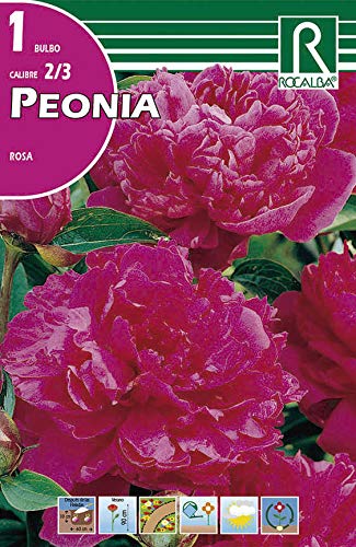 Bulbo de peonia (bolsa litografiada) (Rojo) Bulbo de peonia (bolsa litografiada) (Rojo)