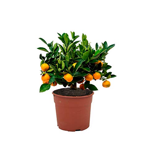 CALAMONDIN ENANO | CITROFORTUNELLA MICROCARPA | CÍTRICO ENANO | 40cm de altura (Envíos solo a Península)