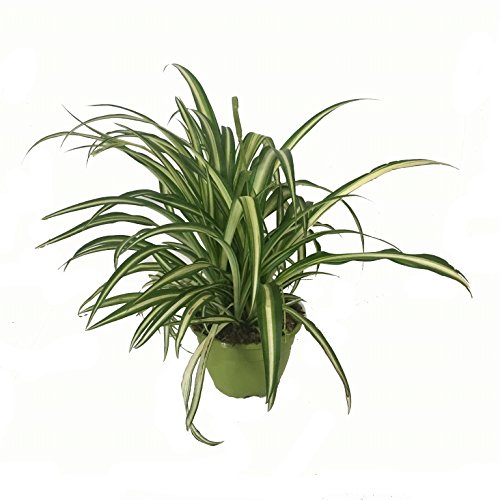 Cinta Planta - Maceta 15cm. - con colgador - Chlorophytum - Planta viva - (Envíos sólo a Península)