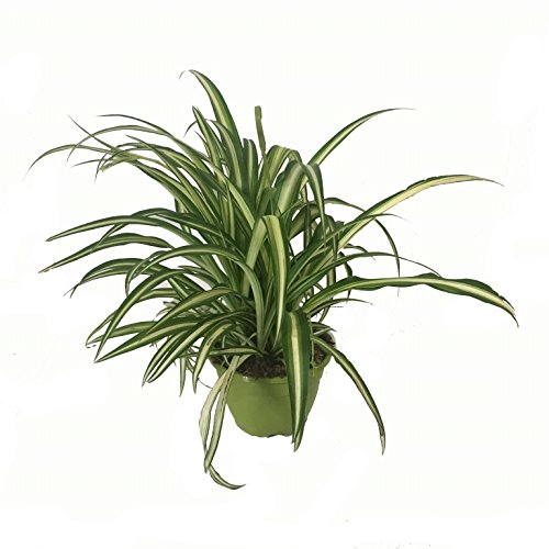 Cinta Planta - Maceta 15cm. - con colgador - Chlorophytum - Planta viva - (Envíos sólo a Península) Cinta Planta - Maceta 15cm. - con colgador - Chlorophytum - Planta viva - (Envíos sólo a Península)