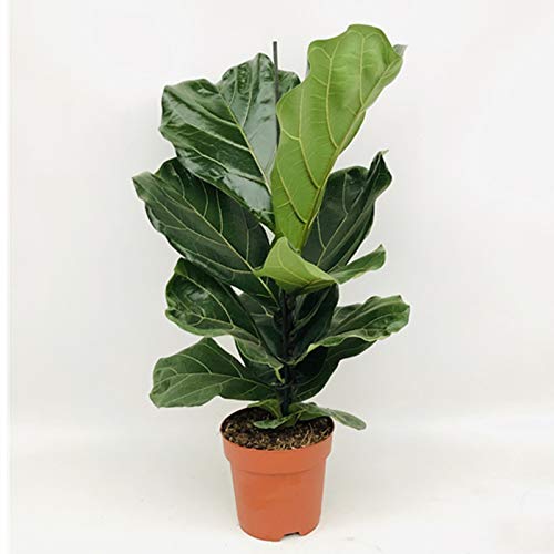 Ficus lyrata | Planta de interior | 70cm de altura (Envíos solo a Península) Ficus lyrata | Planta de interior | 70cm de altura (Envíos solo a Península)