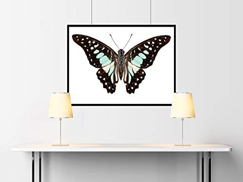 Fotografias de Mariposas Graphium bathycles- Butterfly Photography Papel Fotográfico 40x50 cms