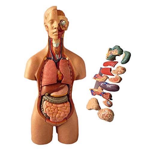 KTYX Torso Humano Modelo De Anatomía Estudiantes De Medicina Esqueleto Visceral Desmontable Modelo De Ciencia Médica Educativa,Flesh