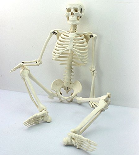 Leaftree - Modelo de esqueleto anatómico humano, 45 cm