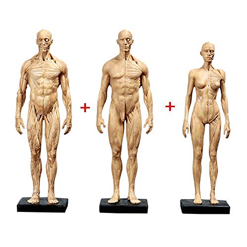 Modelo Educativo De 11 Pulgadas, Figura De Anatomía Femenina Y Masculina, Y Modelo De Hueso Muscular Masculino, Figura De Anatomía Humana, Esqueleto Humano, Modelo De Pintura Anatómica Muscular para