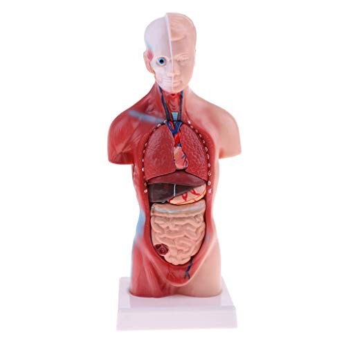 Modelo Educativo Juguete 15 Piezas Herramientas educativas 26 cm Modelo de Torso Modelo de Estructura de órgano de anatomía Humana