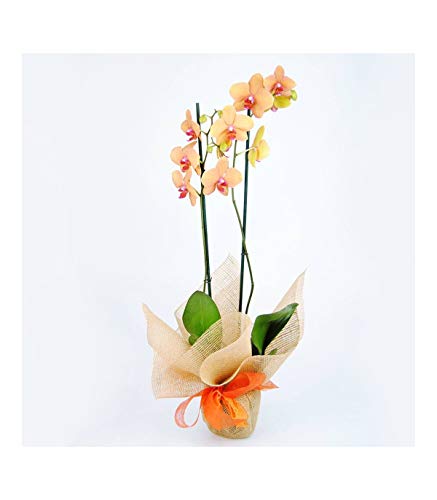 Orquídea Naranja Natural - ENTREGA EN 24H con DEDICATORIA PERSONALIZADA - Orquídea a Domicilio - Envíos Gratis Orquídea Naranja Natural - ENTREGA EN 24H con DEDICATORIA PERSONALIZADA - Orquídea a Domicilio - Envíos Gratis