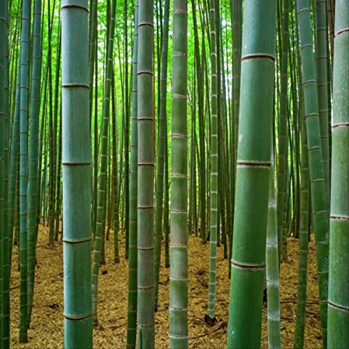 Sacred Tree Sacred Tree