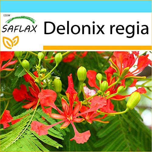 SAFLAX - Set regalo - Árbol de la llama - 6 semillas - Con caja regalo/envío, etiqueta para envío, tarjeta de felicitación y sustrato de cultivo y fertilizante - Delonix regia