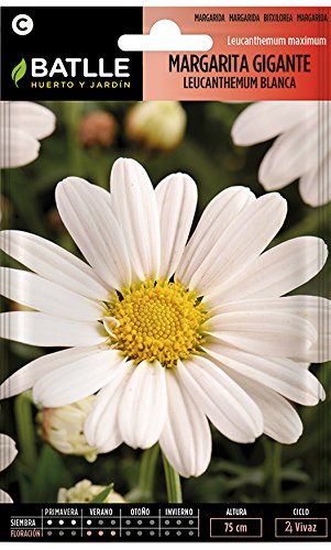 Semillas de Flores - Margarita Gigante Leucantemum blanca - Batlle