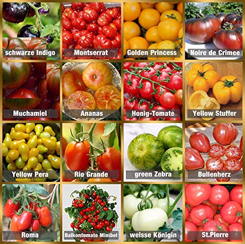Set de Semillas de Tomate 16 x 10 semillas Tomate Mezcla 100% natural de semillas recogidas a mano de Portugal, variedades raras y antiguas, semillas con alto índice de germinación, jardín, balcón Set de Semillas de Tomate 16 x 10 semillas Tomate Mezcla 100% natural de semillas recogidas a mano de Portugal, variedades raras y antiguas, semillas con alto índice de germinación, jardín, balcón