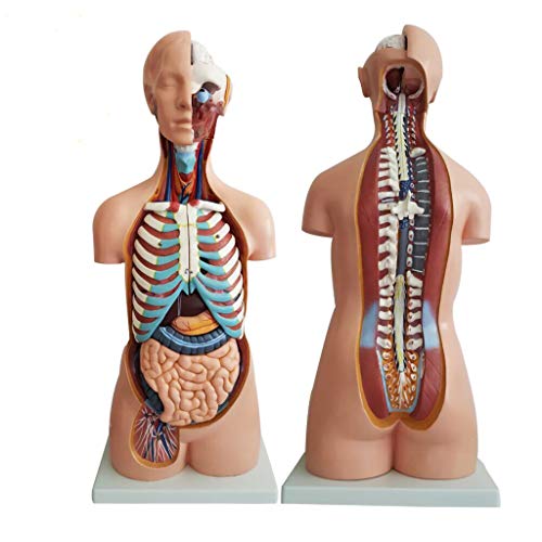 SO-buts Modelo De Cuerpo Humano 23 Piezas, Esqueleto Anatomía Humana Modelo Torso Ensamblaje Anatómico 4d órganos Clases/Estudiantes Herramienta Aprendizaje Suministros Enseñanza Modelo Torso (1 Set)