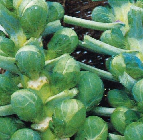 Vegetable - Brussels Sprout - Bedford Darkmar 21-400 Seed -