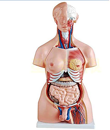 YYSDH 23 Piezas órganos internos 85cm-Médico Modelo Anatómico De Cuerpo En Torso Humano De A Enseñanza, Hombre o Mujer