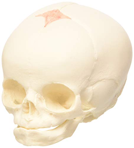 3B Scientific A25 Modelo de anatomía humana Cráneo de Feto + software de anatomía gratuito - 3B Smart Anatomy 3B Scientific A25 Modelo de anatomía humana Cráneo de Feto + software de anatomía gratuito - 3B Smart Anatomy