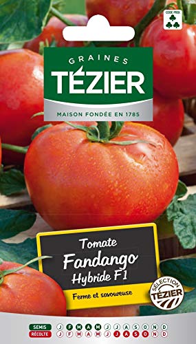 bolsa de semillas Fandango de tomate HF1 Tezier