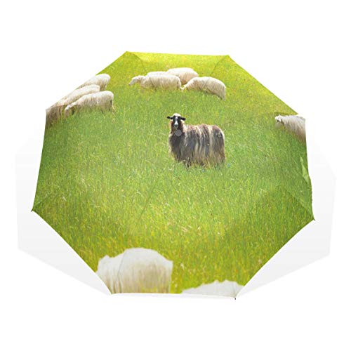 LASINSU Paraguas Resistente a la Intemperie,protección UV,Ovejas Negras Entre Cabras Blancas en Campo de Hierba Prado Paisaje de Granja Animal LASINSU Paraguas Resistente a la Intemperie,protección UV,Ovejas Negras Entre Cabras Blancas en Campo de Hierba Prado Paisaje de Granja Animal