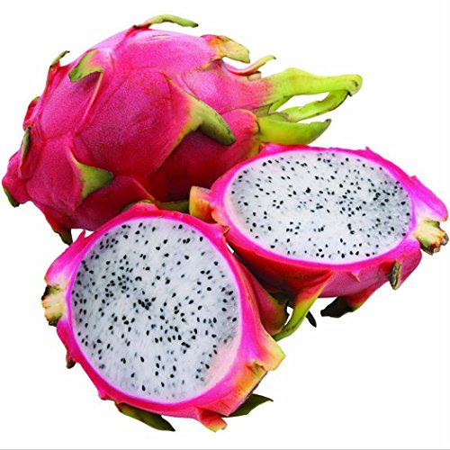 Ncient 10 Semillas de la Fruta de Dragón Semillas de Frutas Huerto Flores Raras Plantas Bonsai para Jardín Balcon Interior y Exteriores Ncient 10 Semillas de la Fruta de Dragón Semillas de Frutas Huerto Flores Raras Plantas Bonsai para Jardín Balcon Interior y Exteriores