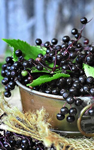 Notebook: elder elderberries berries juice fruits 5” x 8” 150 Ruled Pages