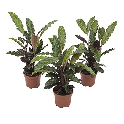 Plantas de interior de Botanicly – 3 × Calathea Rufibarba – Altura: 32 cm
