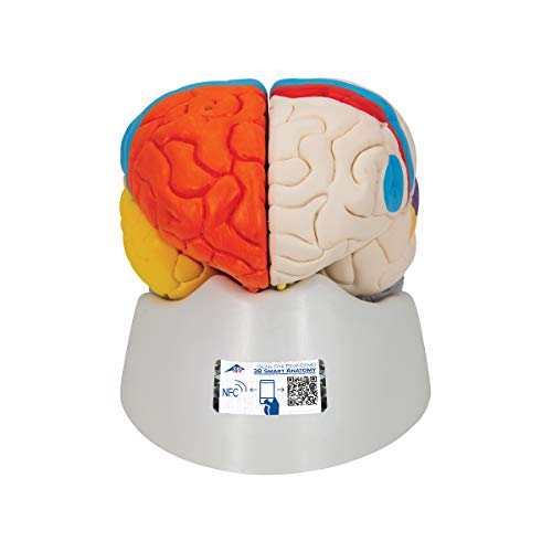 3B Scientific C22 Cerebro Neuro, Anatómico, desmontable En 8 Piezas - 3B Smart Anatomy