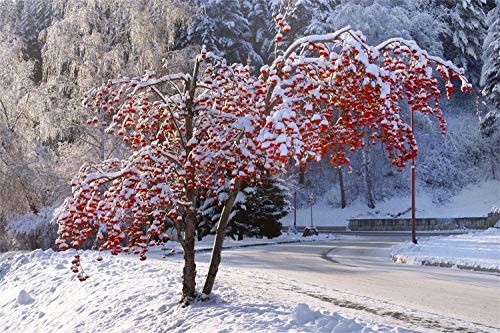 3D Diy Digital Painting By Numbers Winter Tree Altay Belokurikha Modern Wall Art Canvas Painting Christmas Unique Gift Home Decor 30 * 40Cm Sin Marco