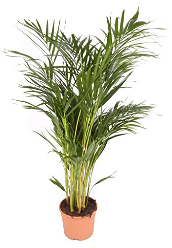 Areca maceta 17cm. - Altura total aprox. 80cm. - Planta viva - (Envío sólo a Península) Areca maceta 17cm. - Altura total aprox. 80cm. - Planta viva - (Envío sólo a Península)