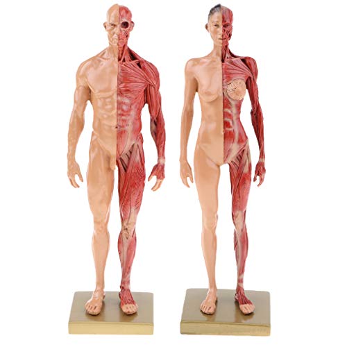 B Blesiya 30cm Figura Masculina Femenina Referencia Anatómica para Artistas