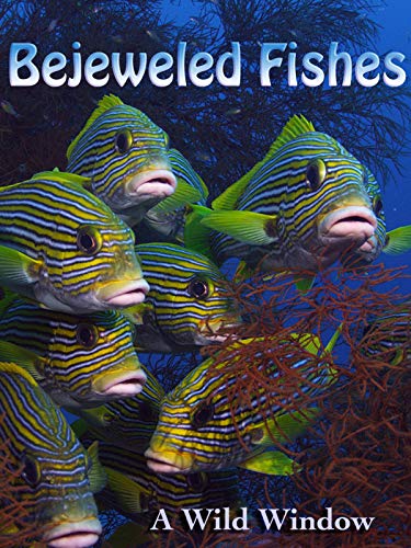 Bejeweled Fishes Bejeweled Fishes