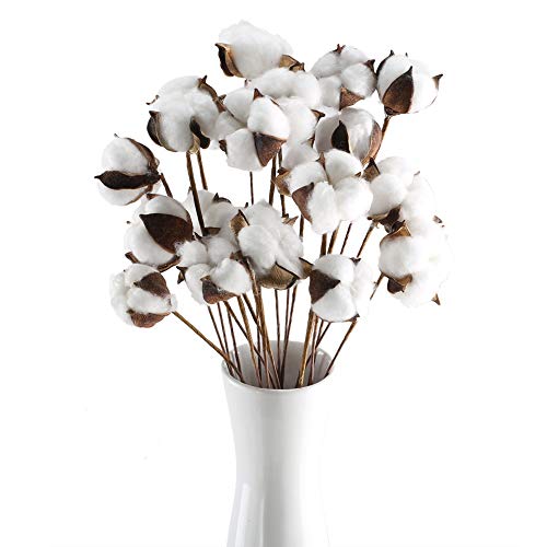 HUAESIN 20Pcs Ramo de Flores Secas Decoracion Jarrones Rama Algodon Natural Flor Blanca Artificial Flores de Algdon para Boda Fiesta Hogar Mesa Macetero Terraza Balcon Cocina Dormitorio Iglesia HUAESIN 20Pcs Ramo de Flores Secas Decoracion Jarrones Rama Algodon Natural Flor Blanca Artificial Flores de Algdon para Boda Fiesta Hogar Mesa Macetero Terraza Balcon Cocina Dormitorio Iglesia