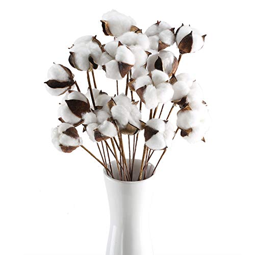 HUAESIN 20Pcs Ramo de Flores Secas Decoracion Jarrones Rama Algodon Natural Flor Blanca Artificial Flores de Algdon para Boda Fiesta Hogar Mesa Macetero Terraza Balcon Cocina Dormitorio Iglesia