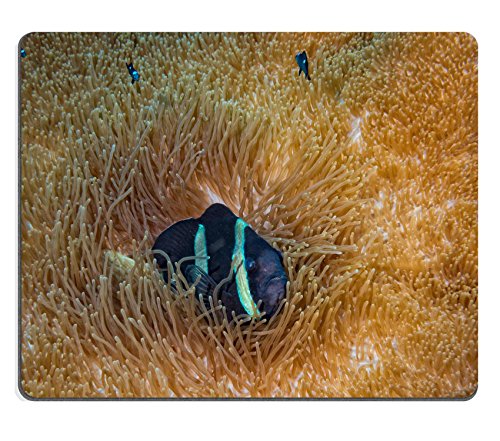 luxlady Gaming Mousepad imagen ID: 34589987 Pez payaso mirando a usted de Anemone mientras Buceo en Indonesia