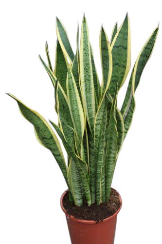 Planta de interior - Planta para la casa o la oficina - Sansevaria - Lengua de suegra variegada - Aprox. 30 cm de alto Planta de interior - Planta para la casa o la oficina - Sansevaria - Lengua de suegra variegada - Aprox. 30 cm de alto