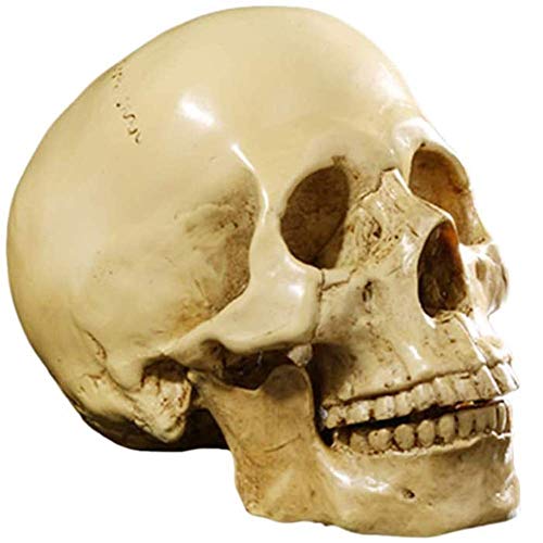 THj Cráneo Humano de tamaño Natural, Modelo Amarillo, réplica 1: 1, esculturas de Resina para anatomía, Seguimiento médico, enseñanza, Esqueleto, Estatua, Moda de Halloween