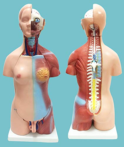 Vinbcorw 4D Anatómico Humano Asamblea Modelo- de órganos- Torso del Cuerpo Humano anatomía anatómico médico Modelo- órganos internos para la Escuela de Educación Enseñanza 28cm / 45cm / 55cm,B45cm