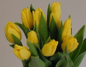 Ramo 20 Tulipanes Naturales Amarillos para Regalar. PORTES GRATIS